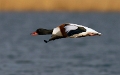 Bergeend _Maart 2012_04